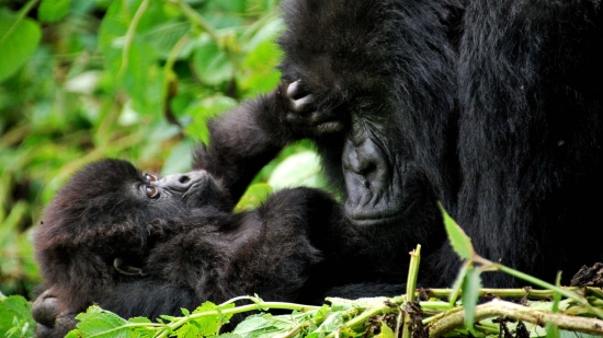 The image shows a baby and a mother mountain gorilla