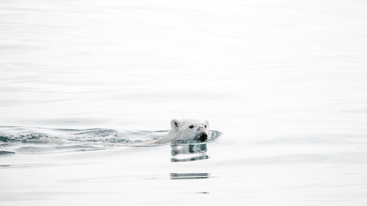 Bildet viser en isbjørn som svømmer i havet