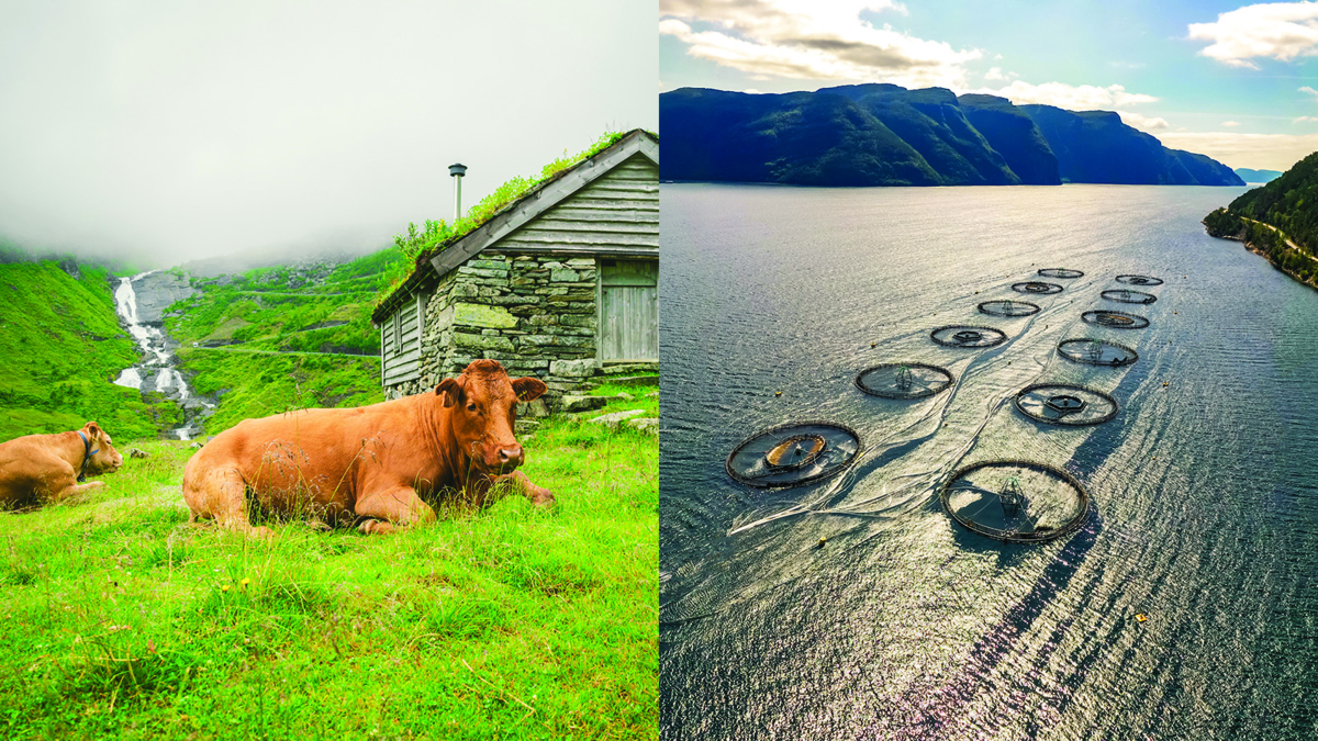 Bildet viser to sammenstilte motiver. Et av kyr i seterlandskap, og et av fiskerioppdrettsanlegg i Lofoten